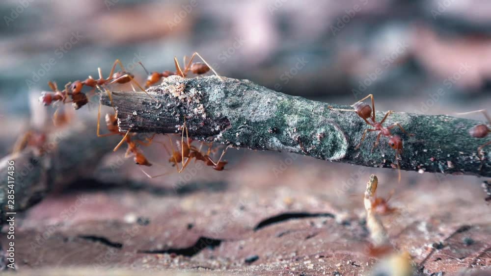 Poster weaver ant colony exploring a twig
