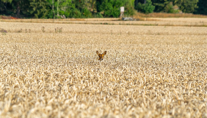 Deer in wheat