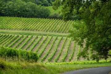 vineyards of the famous region of monbazillac, perigord.
