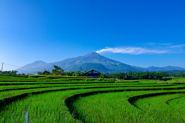 Fototapeta na wymiar Eruption of Mount Arjuna/Arjuno-Welirang with rice paddies epic view