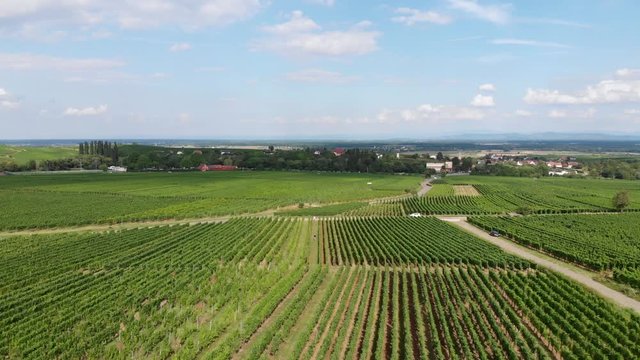 Dolly Out Movement over Rows of Vineyards in France. Shot Two.
