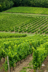Fototapeta na wymiar vineyards of the famous region of monbazillac, perigord.