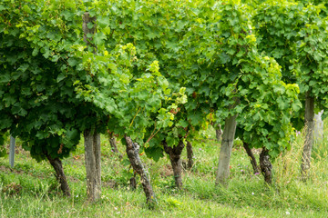 vineyards of the famous region of monbazillac, perigord.