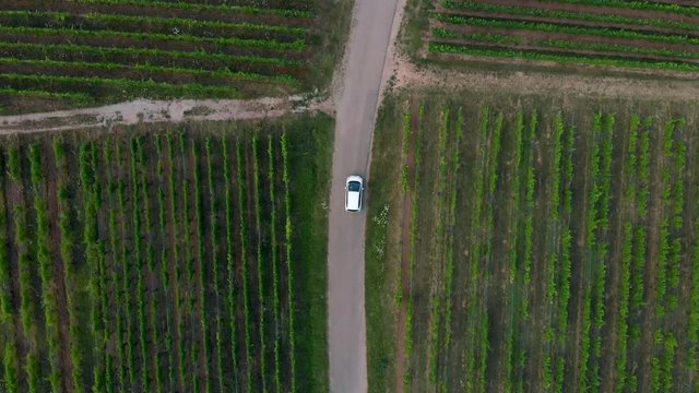 Overhead Top Down Aerial of Car Driving Through Vineyards. Version One.