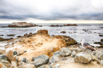 Fototapeta premium 17 Mile Drive