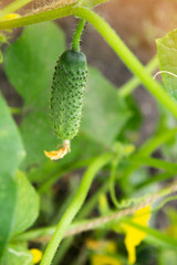 Fresh green cucumber growing in garden. 