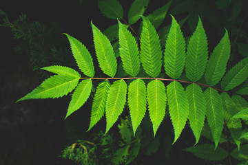 Branch of fresh green leaf closeup. 