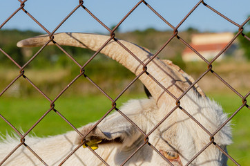 Cuernos de cabra blanca adulta en Allariz. Ourense, Galicia. Espa&ntilde;a.