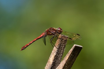 dragonfly on leaf