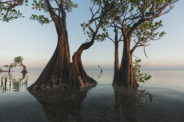 Fototapeta premium Mangrove trees Walakiri beach Sumba Island Indonesia