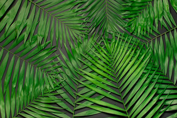 Creative minimal background with tropical leaves. Tropical palm leaves on gray black background. Flat lay, top view, copy space. Summer background, nature. Leaf pattern