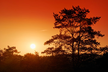 Fototapeta na wymiar trois pignons forest sunrise in the french Gâtinais regional nature park