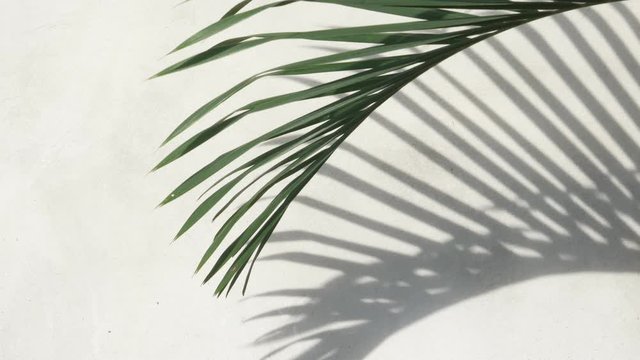 abstract background texture of shadows palm leaves on a concrete