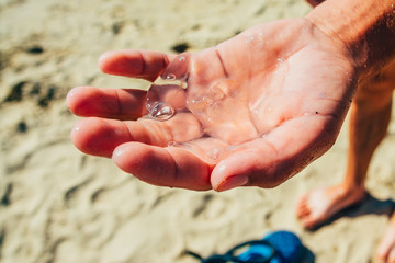 small transpatent jellyfish