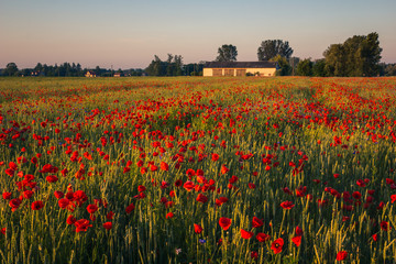 Feld of poppies during a sunny morning