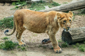 Asian lion, Panthera leo persica