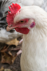 White rooster in the domestic yard, a domesticated fowl