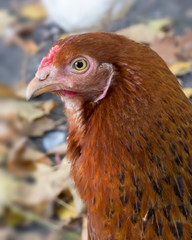 Hen in the domestic yard, a domesticated fowl