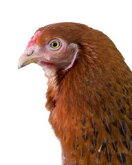 Hen in the domestic yard, a domesticated fowl. Isolated