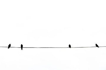 Alone birds on a wire, two birds is on the electric cable, isolated