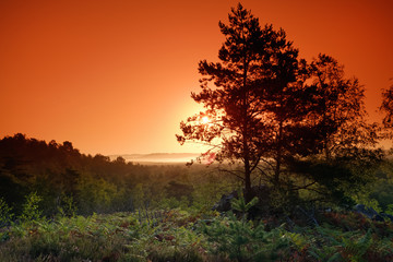 trois pignons forest sunrise in the french Gâtinais regional nature park