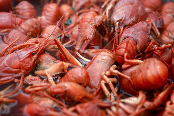 Red big boiled crayfish in a bucket of hot water close-up. Background