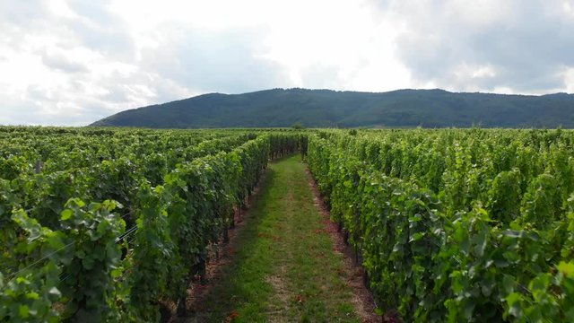 Drone Flying Slowly Out of Vineyard Field.