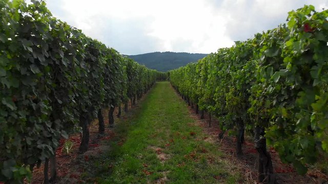 Close Up Slow Dolly Movement Through French Vineyard Rows.