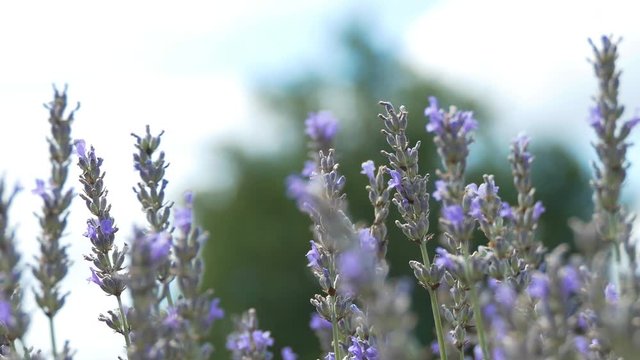Extreme close up of lavender blowing in the breeze. Defocused background.