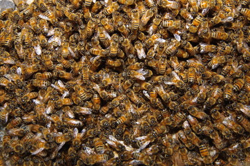 양봉. 분봉. 여왕벌. 금융. 비지니스. 