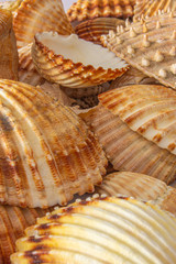 conchiglia macro fotografia