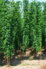hop growing in Bavaria, Germany