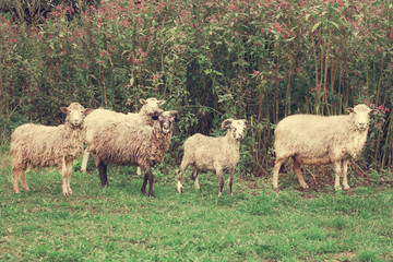 Close-up. Two rams and three sheep on a walk among wildflowers, looking at the camera.