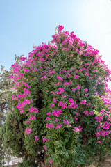 Fototapeta premium Pink flower bush tree tropical plant