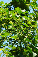 flowers of the hop plant