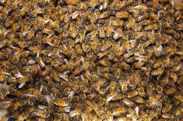 양봉. 분봉. 여왕벌. 금융. 비지니스. 