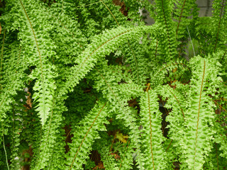 Green fern leaves in the outdoor garden