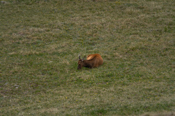 Elks in the Rocky Mountain National Park