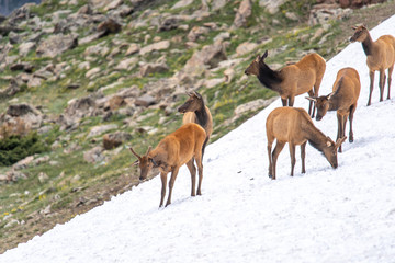 Elks in the Rocky Mountain National Park