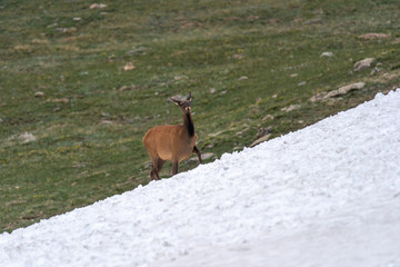 Elks in the Rocky Mountain National Park