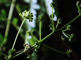  Local vegetables White popinac