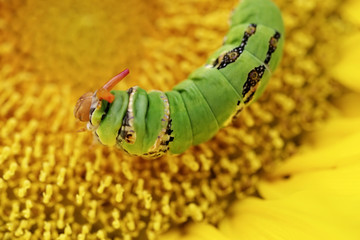 Swallowtail larva