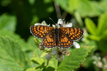 butterfly on flower
