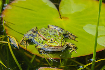 Frosch auf Seerosenblatt