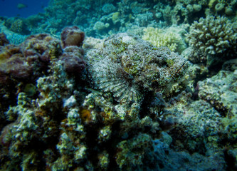 fish in coral reef