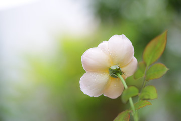 Soft pink Old rose flower front view delicate close up  