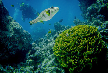 fish in coral reef