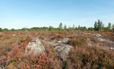 Coquibus heather land in Fontainebleau forest