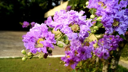 flowers in the garden