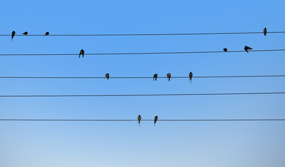 Swallows are sitting on electric wires.